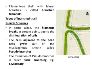 • Filamentous thalli with lateral
branches is called branched
filaments
Types of branched thalli
Pseudo branches
• In some algae, the filaments
breaks at certain points due to the
disintegration of cells
• The cells adjacent to the dead
cells grow out of the
mucilagenous sheath called
Pseudo branches
• The formation of Pseudo branches
is called false branching. Eg.
Scytonema
Scytonema
 
