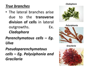 True branches
• The lateral branches arise
due to the transverse
division of cells in lateral
outgrowths. Ex.
Cladophora
Parenchymatous cells – Eg.
Ulva
Pseudoparenchymatous
cells – Eg. Polysiphonia and
Gracilaria
Cladophora
Polysiphonia
Gracilaria
 