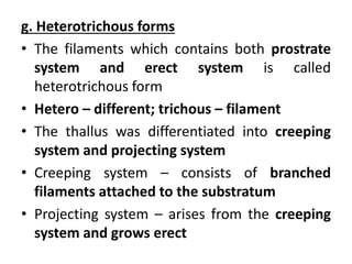 g. Heterotrichous forms
• The filaments which contains both prostrate
system and erect system is called
heterotrichous form
• Hetero – different; trichous – filament
• The thallus was differentiated into creeping
system and projecting system
• Creeping system – consists of branched
filaments attached to the substratum
• Projecting system – arises from the creeping
system and grows erect
 