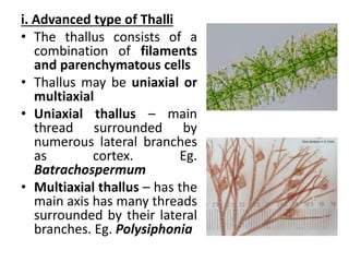 i. Advanced type of Thalli
• The thallus consists of a
combination of filaments
and parenchymatous cells
• Thallus may be uniaxial or
multiaxial
• Uniaxial thallus – main
thread surrounded by
numerous lateral branches
as cortex. Eg.
Batrachospermum
• Multiaxial thallus – has the
main axis has many threads
surrounded by their lateral
branches. Eg. Polysiphonia
 