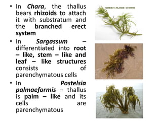 • In Chara, the thallus
bears rhizoids to attach
it with substratum and
the branched erect
system
• In Sargassum –
differentiated into root
– like, stem – like and
leaf – like structures
consists of
parenchymatous cells
• In Postelsia
palmaeformis – thallus
is palm – like and its
cells are
parenchymatous
 