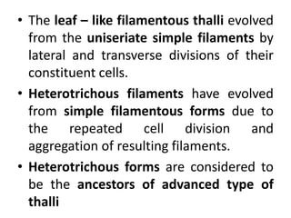 • The leaf – like filamentous thalli evolved
from the uniseriate simple filaments by
lateral and transverse divisions of their
constituent cells.
• Heterotrichous filaments have evolved
from simple filamentous forms due to
the repeated cell division and
aggregation of resulting filaments.
• Heterotrichous forms are considered to
be the ancestors of advanced type of
thalli
 