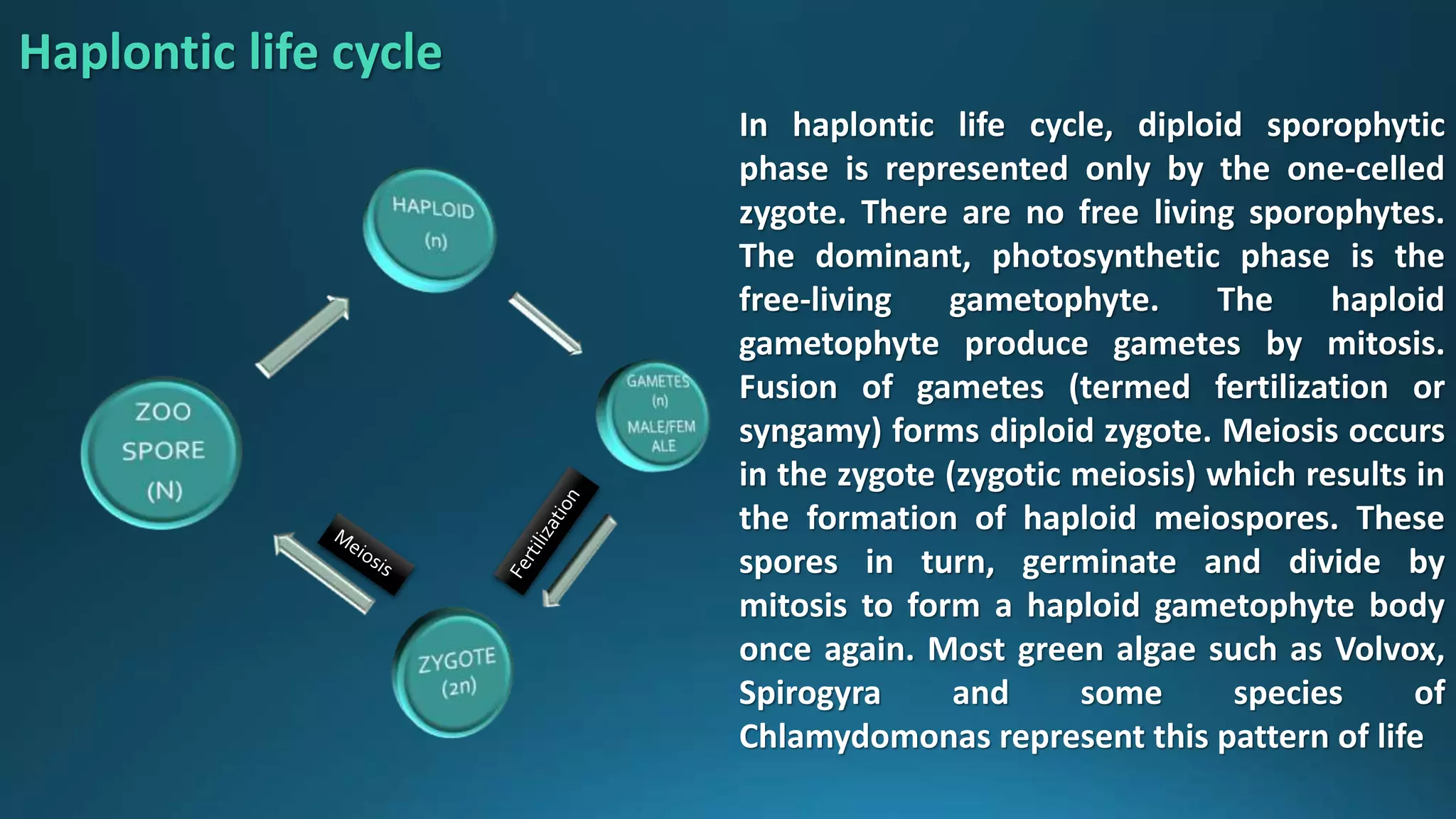 In haplontic life cycle, diploid sporophytic
phase is represented only by the one-celled
zygote. There are no free living sporophytes.
The dominant, photosynthetic phase is the
free-living gametophyte. The haploid
gametophyte produce gametes by mitosis.
Fusion of gametes (termed fertilization or
syngamy) forms diploid zygote. Meiosis occurs
in the zygote (zygotic meiosis) which results in
the formation of haploid meiospores. These
spores in turn, germinate and divide by
mitosis to form a haploid gametophyte body
once again. Most green algae such as Volvox,
Spirogyra and some species of
Chlamydomonas represent this pattern of life
Haplontic life cycle
 