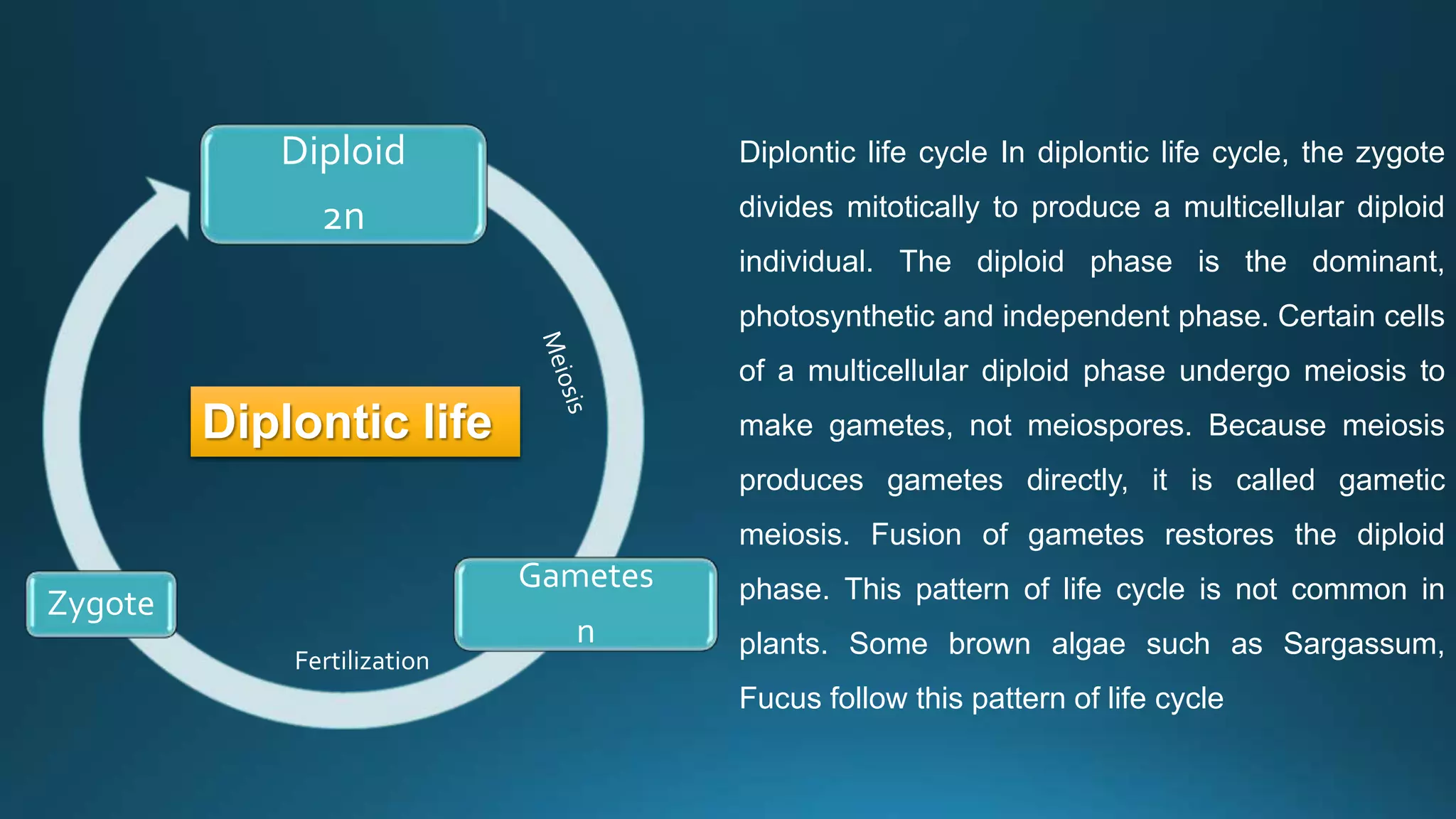 Diploid
2n
Gametes
n
Zygote
Diplontic life cycle In diplontic life cycle, the zygote
divides mitotically to produce a multicellular diploid
individual. The diploid phase is the dominant,
photosynthetic and independent phase. Certain cells
of a multicellular diploid phase undergo meiosis to
make gametes, not meiospores. Because meiosis
produces gametes directly, it is called gametic
meiosis. Fusion of gametes restores the diploid
phase. This pattern of life cycle is not common in
plants. Some brown algae such as Sargassum,
Fucus follow this pattern of life cycle
Diplontic life
Fertilization
 