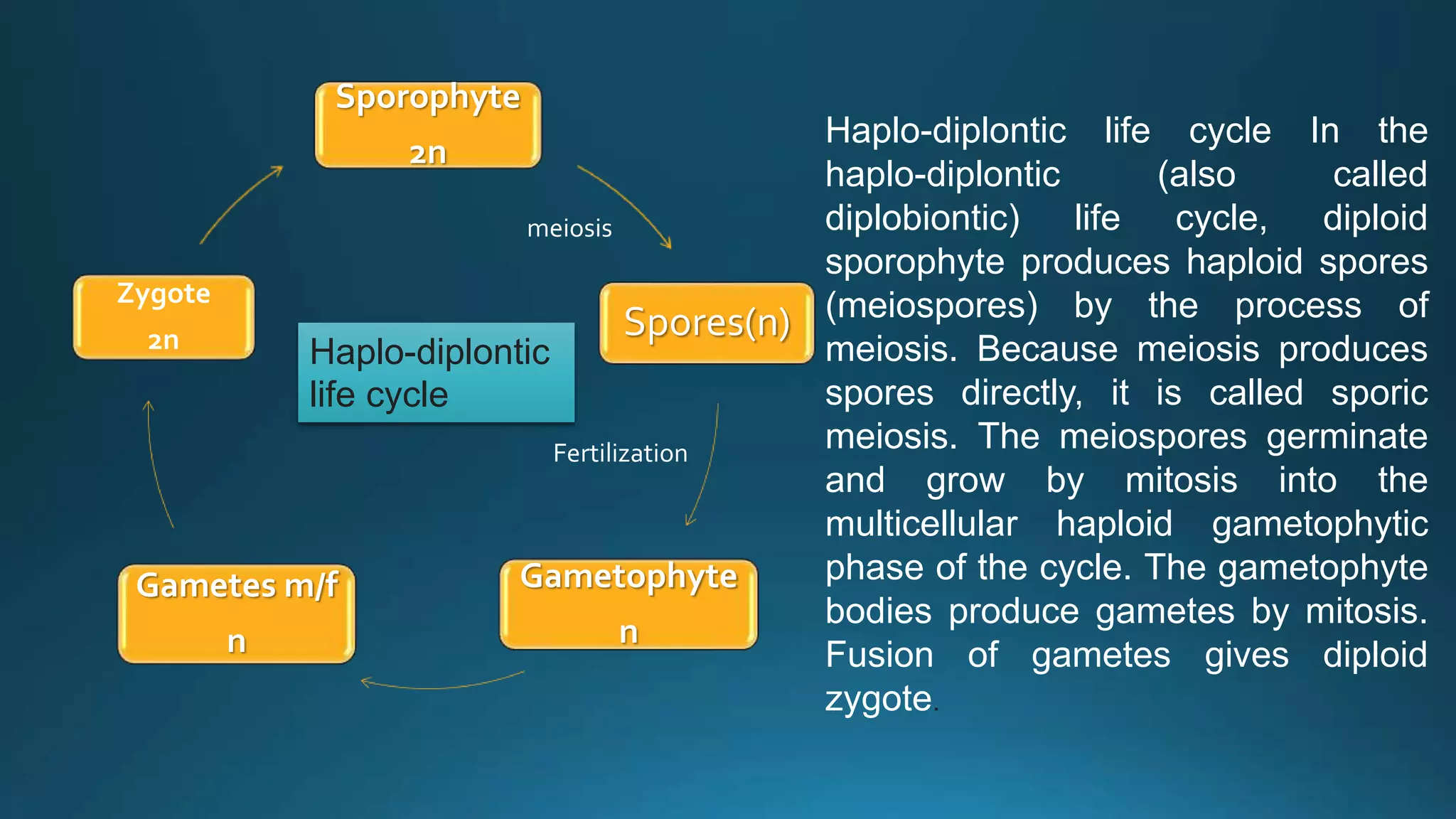 Sporophyte
2n
Spores(n)
Gametophyte
n
Gametes m/f
n
Zygote
2n
Fertilization
meiosis
Haplo-diplontic life cycle In the
haplo-diplontic (also called
diplobiontic) life cycle, diploid
sporophyte produces haploid spores
(meiospores) by the process of
meiosis. Because meiosis produces
spores directly, it is called sporic
meiosis. The meiospores germinate
and grow by mitosis into the
multicellular haploid gametophytic
phase of the cycle. The gametophyte
bodies produce gametes by mitosis.
Fusion of gametes gives diploid
zygote.
Haplo-diplontic
life cycle
 