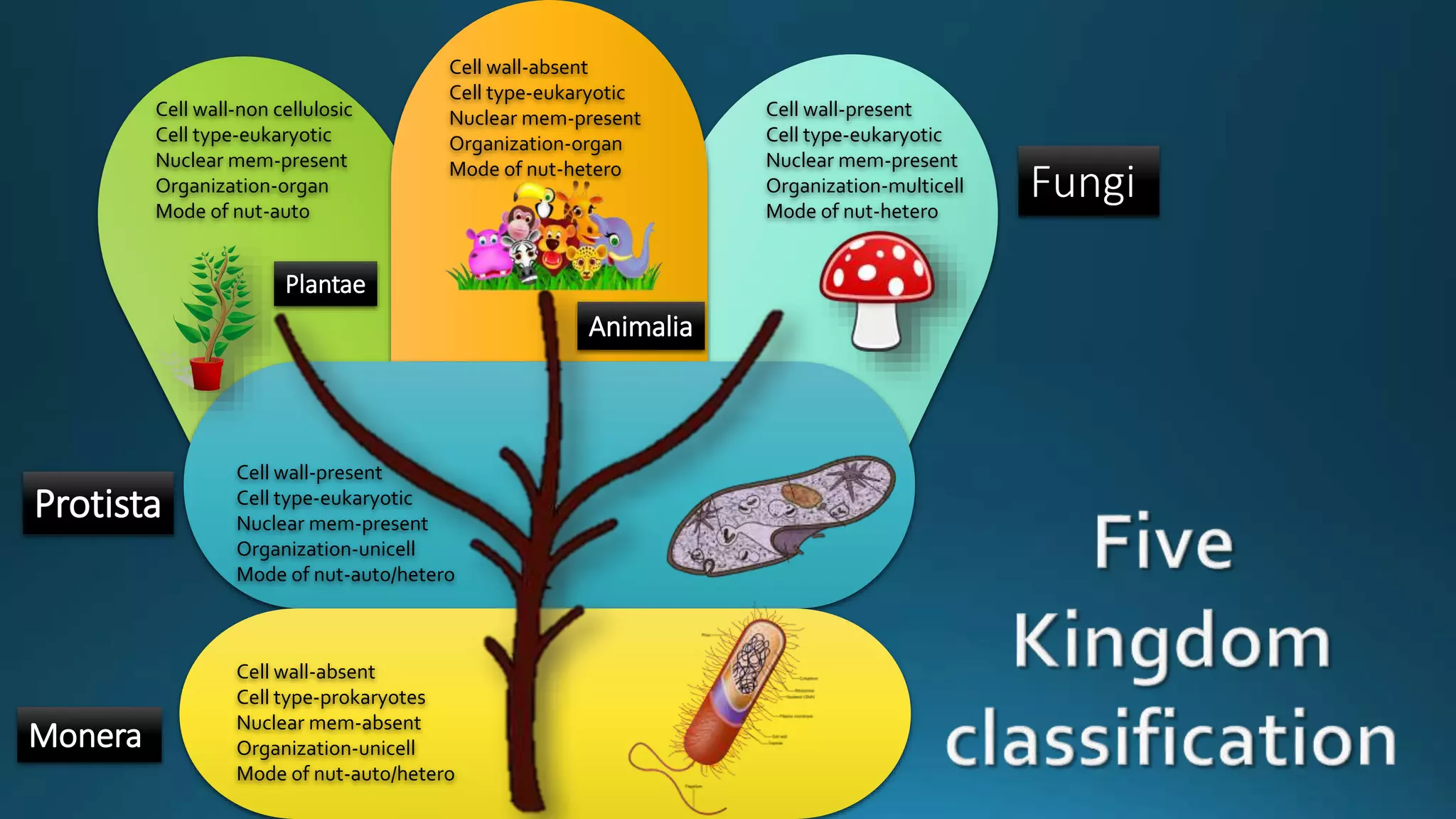 Cell wall-absent
Cell type-eukaryotic
Nuclear mem-present
Organization-organ
Mode of nut-hetero
Cell wall-non cellulosic
Cell type-eukaryotic
Nuclear mem-present
Organization-organ
Mode of nut-auto
Cell wall-present
Cell type-eukaryotic
Nuclear mem-present
Organization-multicell
Mode of nut-hetero
Cell wall-present
Cell type-eukaryotic
Nuclear mem-present
Organization-unicell
Mode of nut-auto/hetero
Cell wall-absent
Cell type-prokaryotes
Nuclear mem-absent
Organization-unicell
Mode of nut-auto/hetero
Monera
Protista
Fungi
Animalia
Plantae
 