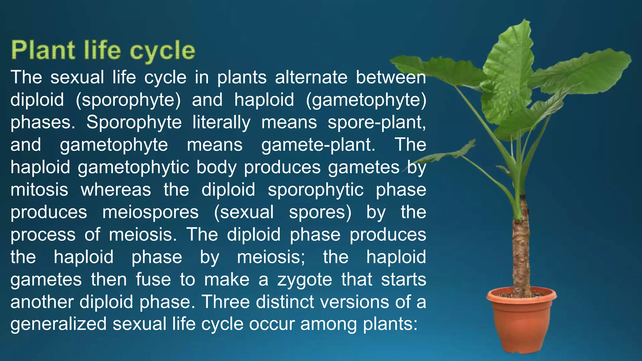 The sexual life cycle in plants alternate between
diploid (sporophyte) and haploid (gametophyte)
phases. Sporophyte literally means spore-plant,
and gametophyte means gamete-plant. The
haploid gametophytic body produces gametes by
mitosis whereas the diploid sporophytic phase
produces meiospores (sexual spores) by the
process of meiosis. The diploid phase produces
the haploid phase by meiosis; the haploid
gametes then fuse to make a zygote that starts
another diploid phase. Three distinct versions of a
generalized sexual life cycle occur among plants:
 