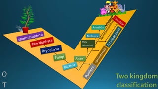 Algae
Mollusca
Platy
helminthes
Annelida
 