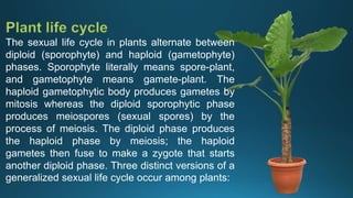 The sexual life cycle in plants alternate between
diploid (sporophyte) and haploid (gametophyte)
phases. Sporophyte literally means spore-plant,
and gametophyte means gamete-plant. The
haploid gametophytic body produces gametes by
mitosis whereas the diploid sporophytic phase
produces meiospores (sexual spores) by the
process of meiosis. The diploid phase produces
the haploid phase by meiosis; the haploid
gametes then fuse to make a zygote that starts
another diploid phase. Three distinct versions of a
generalized sexual life cycle occur among plants:
 
