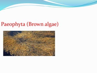 Algae | PPTX