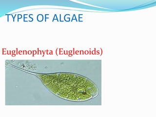 Pyrrophyta (Fire algae)
 