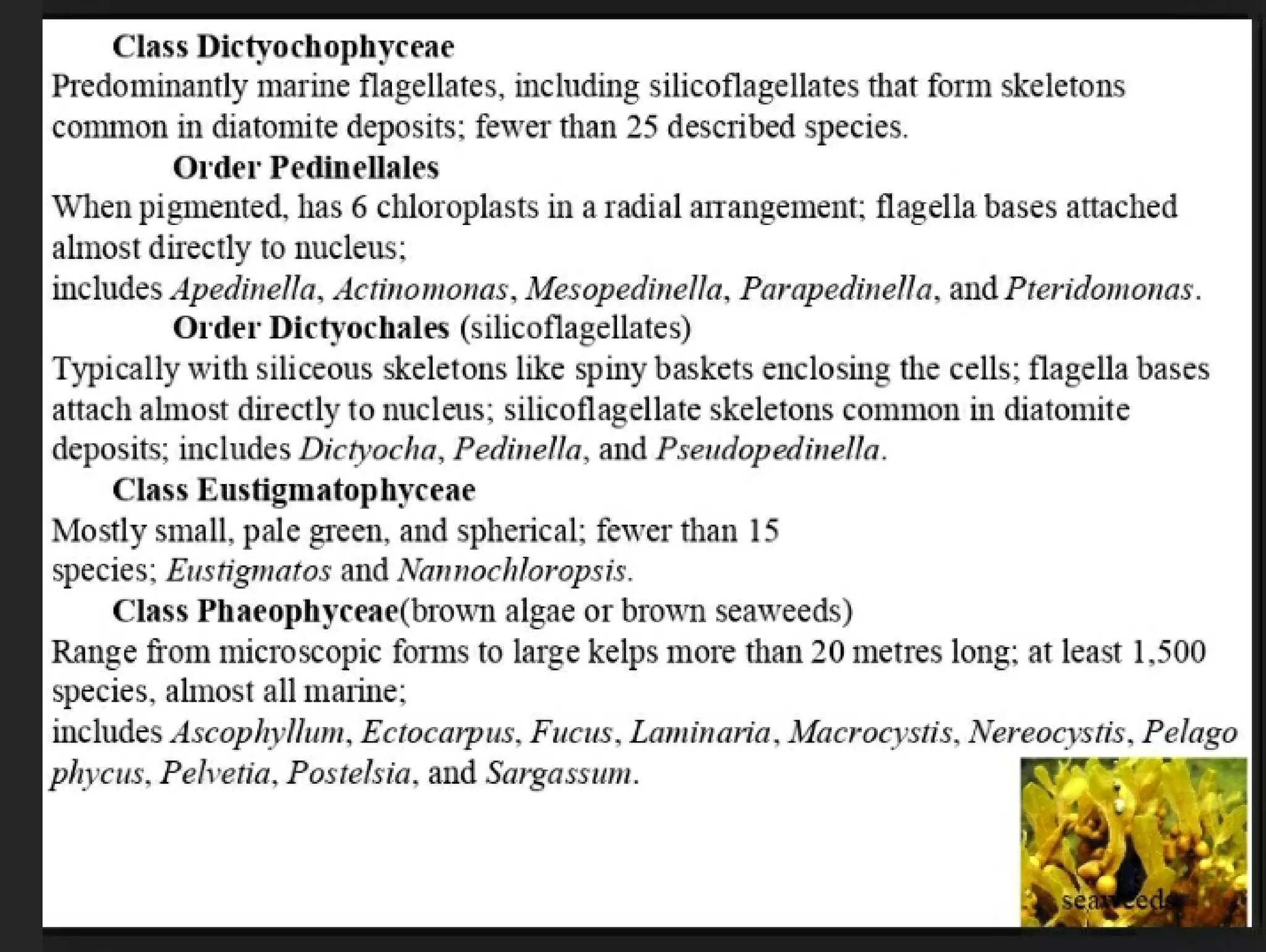 Algae and there classification based on different features, structure, biological systems.