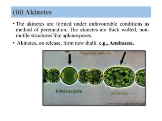 Algae