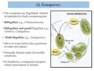 (i) Zoospores:
• The zoospores are flagellated formed
in reproductive body zoosporangium.
• Biflagellate e.g., Chlamydomon...