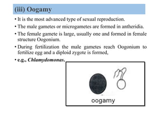 (iii) Oogamy
• It is the most advanced type of sexual reproduction.
• The male gametes or microgametes are formed in anthe...