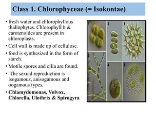 Class 1. Chlorophyceae (= Isokontae)
• fresh water and chlorophyllous
thallophytes. Chlorophyll b &
carotenoides are prese...