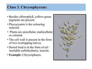 Class 3. Chrysophyceae:
• Besides chlorophyll, yellow-green
pigments are present.
• Phycocyanin is the colouring
material....