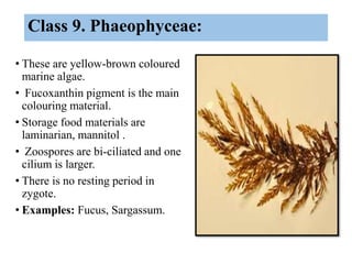 Class 9. Phaeophyceae:
• These are yellow-brown coloured
marine algae.
• Fucoxanthin pigment is the main
colouring materia...