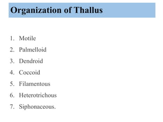 Organization of Thallus
1. Motile
2. Palmelloid
3. Dendroid
4. Coccoid
5. Filamentous
6. Heterotrichous
7. Siphonaceous.
 