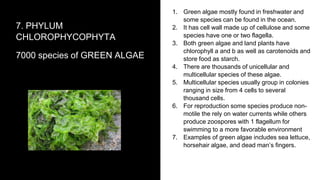 Algae | PPTX