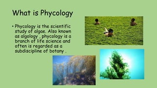 What is Phycology
• Phycology is the scientific
study of algae. Also known
as algology , phycology is a
branch of life sci...