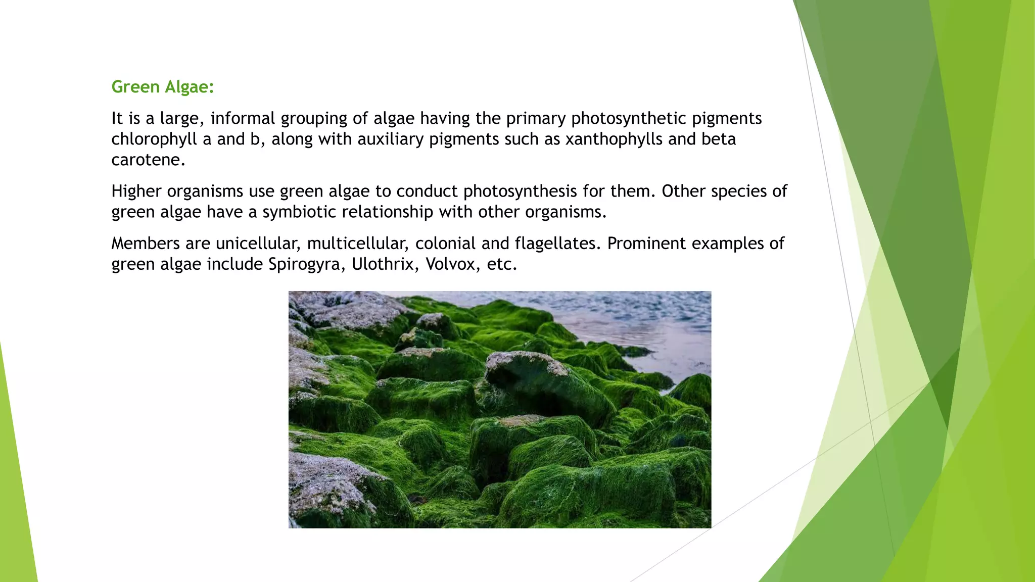 Algae.pptx