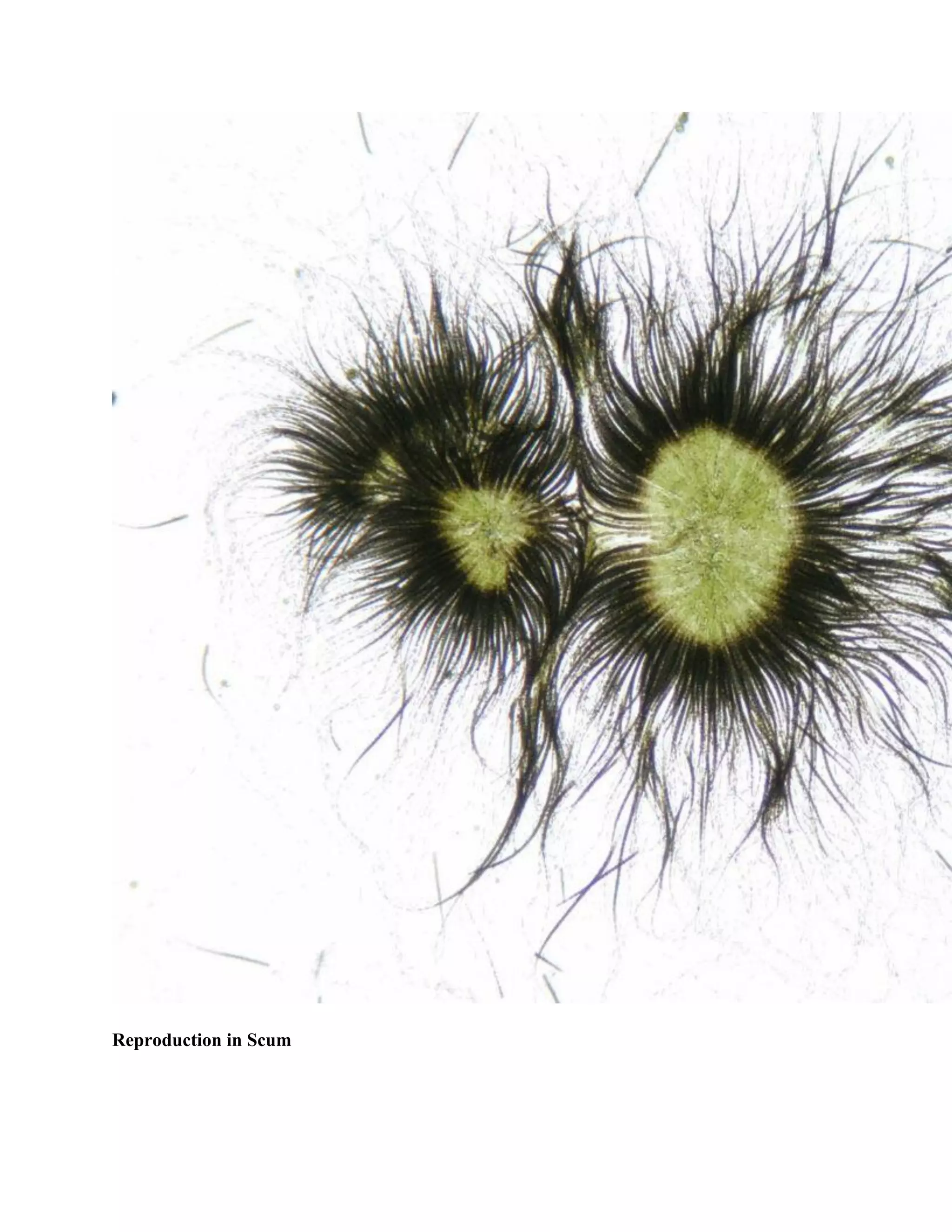 Reproduction in Scum
 