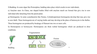 f) Budding- In some algae like Protosiphon, budding takes place which results in new individuals.
e) Amylum stars- In Chara, star shaped bodies filled with amylum starch are formed that give rise to new
individual after detaching from the parent plant.
g) Hormogonia- In some cyanobacteria like Nostoc, Cylindrospermum hormogonia develop that may give rise
to new thalli. These hormogonia are of varying lenths and may develop at the place of heterocysts in the thallus.
These hormogones are produced by breakage of filament into two or more cells.
h) Hormospores or hormocysts- Hormospores are thick walled hormogones which are produced in drier
conditions.
Budding
Fission
Fragmentation
 