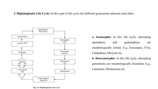 3. Diplohaplontic Life Cycle- In this type of life cycle two different generations alternate each other.
a. Isomorphic- In this life cycle, alternating
sporophyte and gametophyte are
morphologically similar. E.g. Ectocarpus, Ulva,
Cladophora, Dictyota etc.
b. Heteromorphic- In this life cycle, alternating
generations are morphologically dissimilar. E.g.,
Laminaria, Desmarestia etc.
 