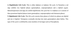 4. Haplobiontic Life Cycle- This is either diphasic or triphasic life cycle. In Nemalion a red
alga exhibits two haploid phases (gametophyte, carposporophyte) and a diploid zygote.
Batrachospermum (red alga) do exhibit haplobiontic life cycle but it is triphasic as it consists of
three prominent haploid phases (main gametophyte, carposporophyte and chatransia phase).
5. Diplobiontic Life Cycle- This life cycle consists three phases of which two phases are diploid
and one is haploid. Tetraspores eventually develop into main gametophytic plant thallus. This
type of life cycle is exhibited by some members of red algae such as Polysiphonia.
 