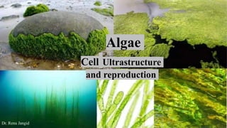 Algae
Cell Ultrastructure
and reproduction
Dr. Renu Jangid
 