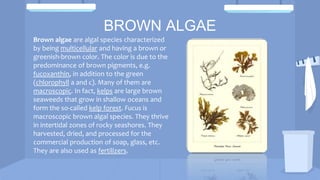 BROWN ALGAE
Brown algae are algal species characterized
by being multicellular and having a brown or
greenish-brown color. The color is due to the
predominance of brown pigments, e.g.
fucoxanthin, in addition to the green
(chlorophyll a and c). Many of them are
macroscopic. In fact, kelps are large brown
seaweeds that grow in shallow oceans and
form the so-called kelp forest. Fucus is
macroscopic brown algal species. They thrive
in intertidal zones of rocky seashores. They
harvested, dried, and processed for the
commercial production of soap, glass, etc.
They are also used as fertilizers.
 