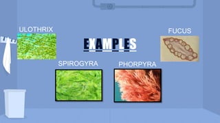 ULOTHRIX FUCUS
PHORPYRA
EXAMPLES
SPIROGYRA
 