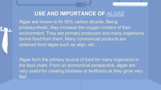 USE AND IMPORTANCE OF ALGAE
Algae are known to fix 50% carbon dioxide. Being
photosynthetic, they increase the oxygen content of their
environment. They are primary producers and many organisms
derive food from them. Many commercial products are
obtained from algae such as align, etc.
Algae form the primary source of food for many organisms in
the food chain. From an economical perspective, algae are
very useful for creating biomass or fertilizers as they grow very
fast
 