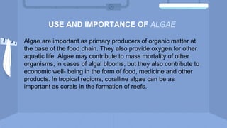 USE AND IMPORTANCE OF ALGAE
Algae are important as primary producers of organic matter at
the base of the food chain. They also provide oxygen for other
aquatic life. Algae may contribute to mass mortality of other
organisms, in cases of algal blooms, but they also contribute to
economic well- being in the form of food, medicine and other
products. In tropical regions, coralline algae can be as
important as corals in the formation of reefs.
 