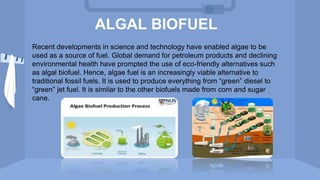 ALGAL BIOFUEL
Recent developments in science and technology have enabled algae to be
used as a source of fuel. Global demand for petroleum products and declining
environmental health have prompted the use of eco-friendly alternatives such
as algal biofuel. Hence, algae fuel is an increasingly viable alternative to
traditional fossil fuels. It is used to produce everything from “green” diesel to
“green” jet fuel. It is similar to the other biofuels made from corn and sugar
cane.
 