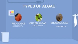 TYPES OF ALGAE
RED ALGAE BROWN ALGAE
RHODOPHYTA PHAEOPHYTA
GREEN ALGAE
CHOLOPHYTA
 