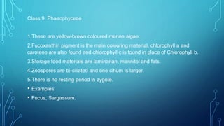 Class 9. Phaeophyceae
1.These are yellow-brown coloured marine algae.
2,Fucoxanthin pigment is the main colouring material, chlorophyll a and
carotene are also found and chlorophyll c is found in place of Chlorophyll b.
3.Storage food materials are laminarian, mannitol and fats.
4.Zoospores are bi-ciliated and one cihum is larger.
5.There is no resting period in zygote.
• Examples:
• Fucus, Sargassum.
 