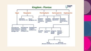 ALGAE CLASS 11, Plant kingdom, Biology, notes | PDF