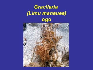 Gracilaria
(Limu manauea)
ogo
 