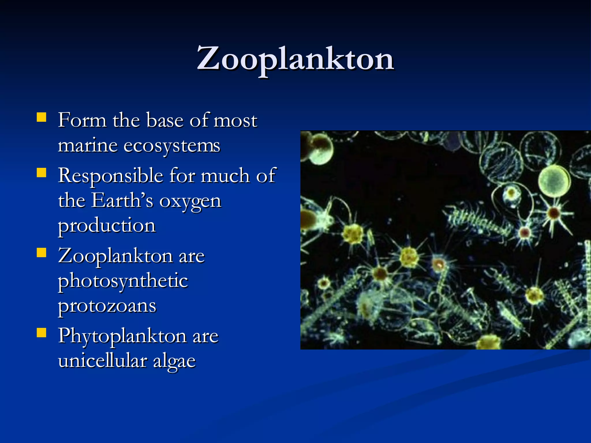 Zooplankton Form the base of most marine ecosystems Responsible for much of the Earth’s oxygen production Zooplankton are photosynthetic protozoans Phytoplankton are unicellular algae 