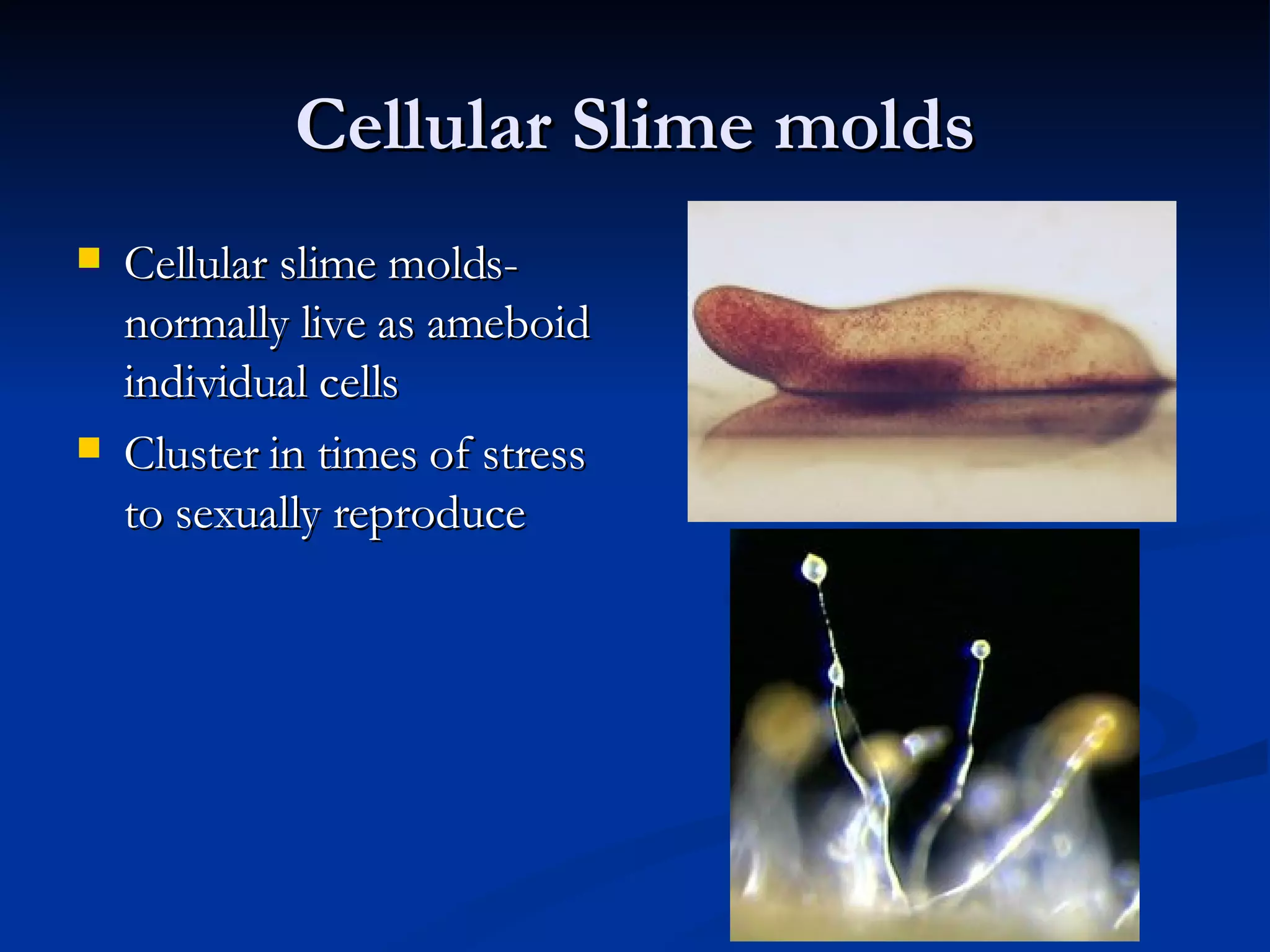 Cellular Slime molds Cellular slime molds- normally live as ameboid individual cells  Cluster in times of stress to sexually reproduce 