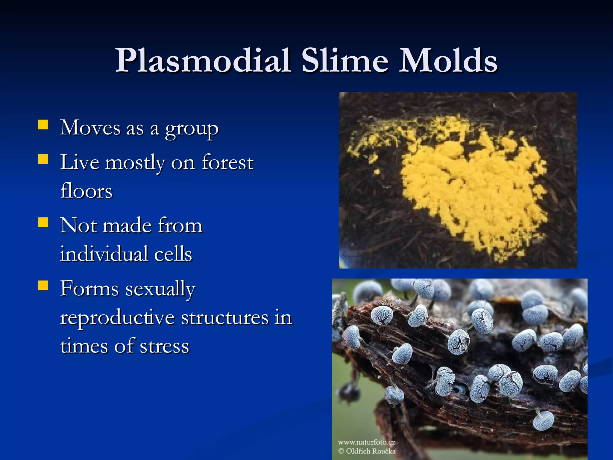 Plasmodial Slime Molds Moves as a group Live mostly on forest floors  Not made from individual cells Forms sexually reproductive structures in times of stress 