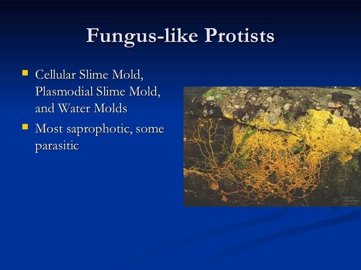 Algae And Protisian Molds