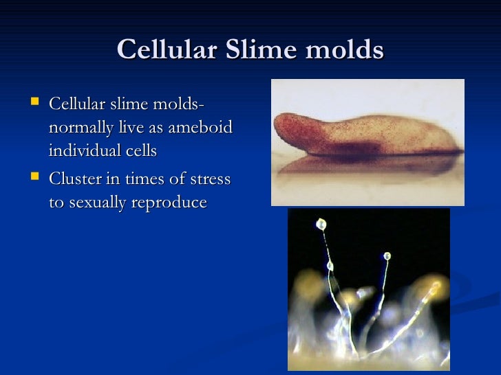 Algae And Protisian Molds