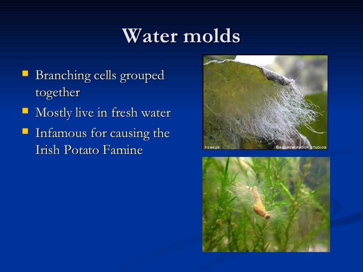 Algae And Protisian Molds