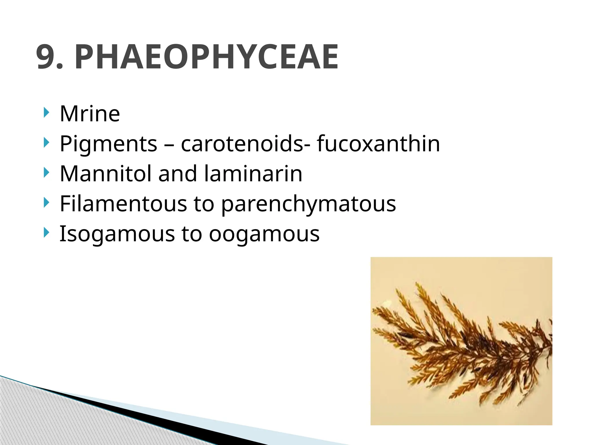  Mrine
 Pigments – carotenoids- fucoxanthin
 Mannitol and laminarin
 Filamentous to parenchymatous
 Isogamous to oogamous
9. PHAEOPHYCEAE
 