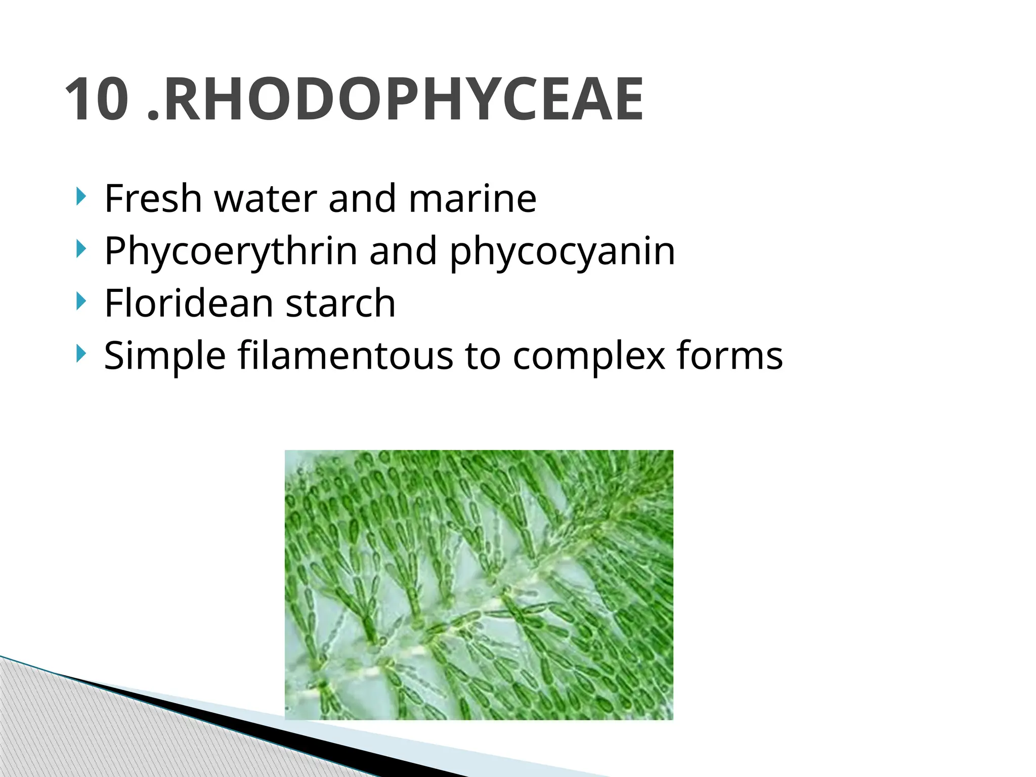  Fresh water and marine
 Phycoerythrin and phycocyanin
 Floridean starch
 Simple filamentous to complex forms
10 .RHODOPHYCEAE
 