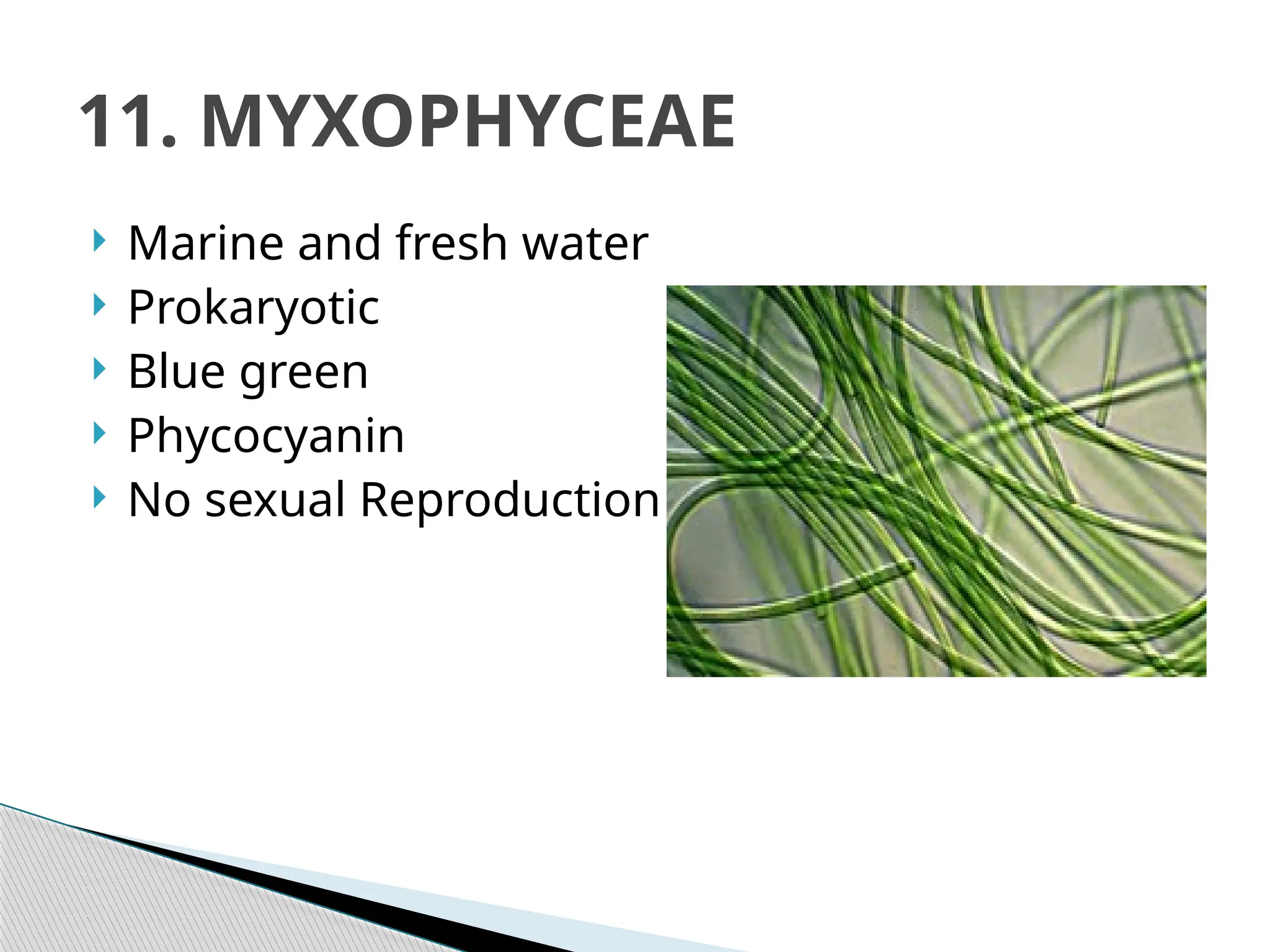  Marine and fresh water
 Prokaryotic
 Blue green
 Phycocyanin
 No sexual Reproduction
11. MYXOPHYCEAE
 