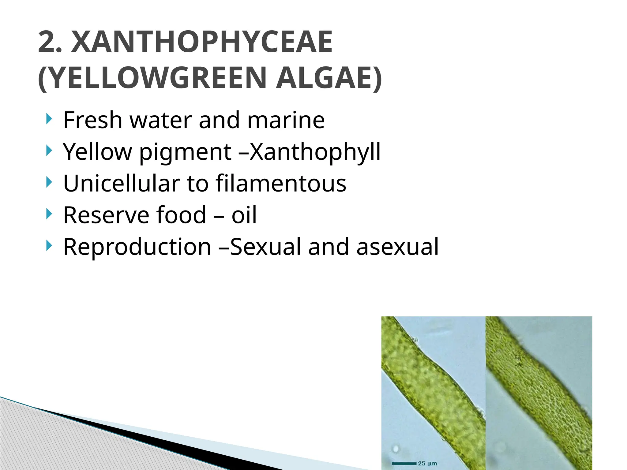  Fresh water and marine
 Yellow pigment –Xanthophyll
 Unicellular to filamentous
 Reserve food – oil
 Reproduction –Sexual and asexual
2. XANTHOPHYCEAE
(YELLOWGREEN ALGAE)
 